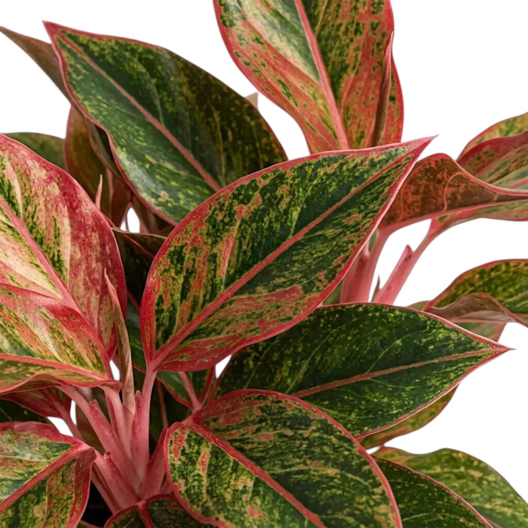 Close-up of Aglaonema ‘Crete’ green leaves with red-pink markings