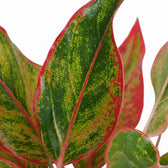 Close-up of Aglaonema ‘Crete’ green leaves with red-pink markings