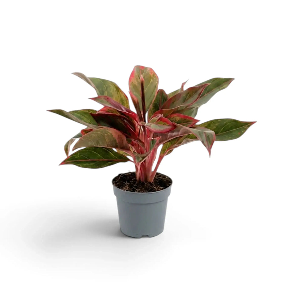 Aglaonema ‘Crete’ in a nursery pot, showing green leaves with red-pink markings