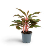 Aglaonema ‘Crete’ in a nursery pot, showing green leaves with red-pink markings