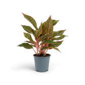 Aglaonema ‘Crete’ in a nursery pot, showing green leaves with red-pink markings