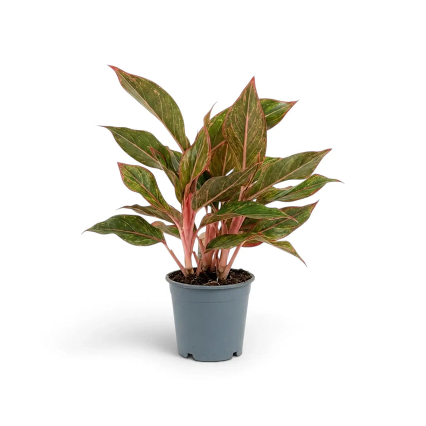 Aglaonema ‘Crete’ in a nursery pot, showing green leaves with red-pink markings