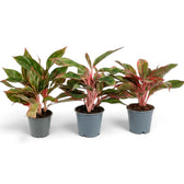 Aglaonema ‘Crete’ in a nursery pot, showing green leaves with red-pink markings