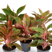 Aglaonema ‘Crete’ in a nursery pot, showing green leaves with red-pink markings
