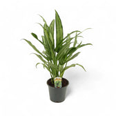 Aglaonema 'Cutlass' – Topfpflanze im Kulturtopf vor weißem Hintergrund, Produktfoto 3.