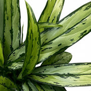Nahaufnahme der schmalen grünen Blätter von Aglaonema Cutlass.