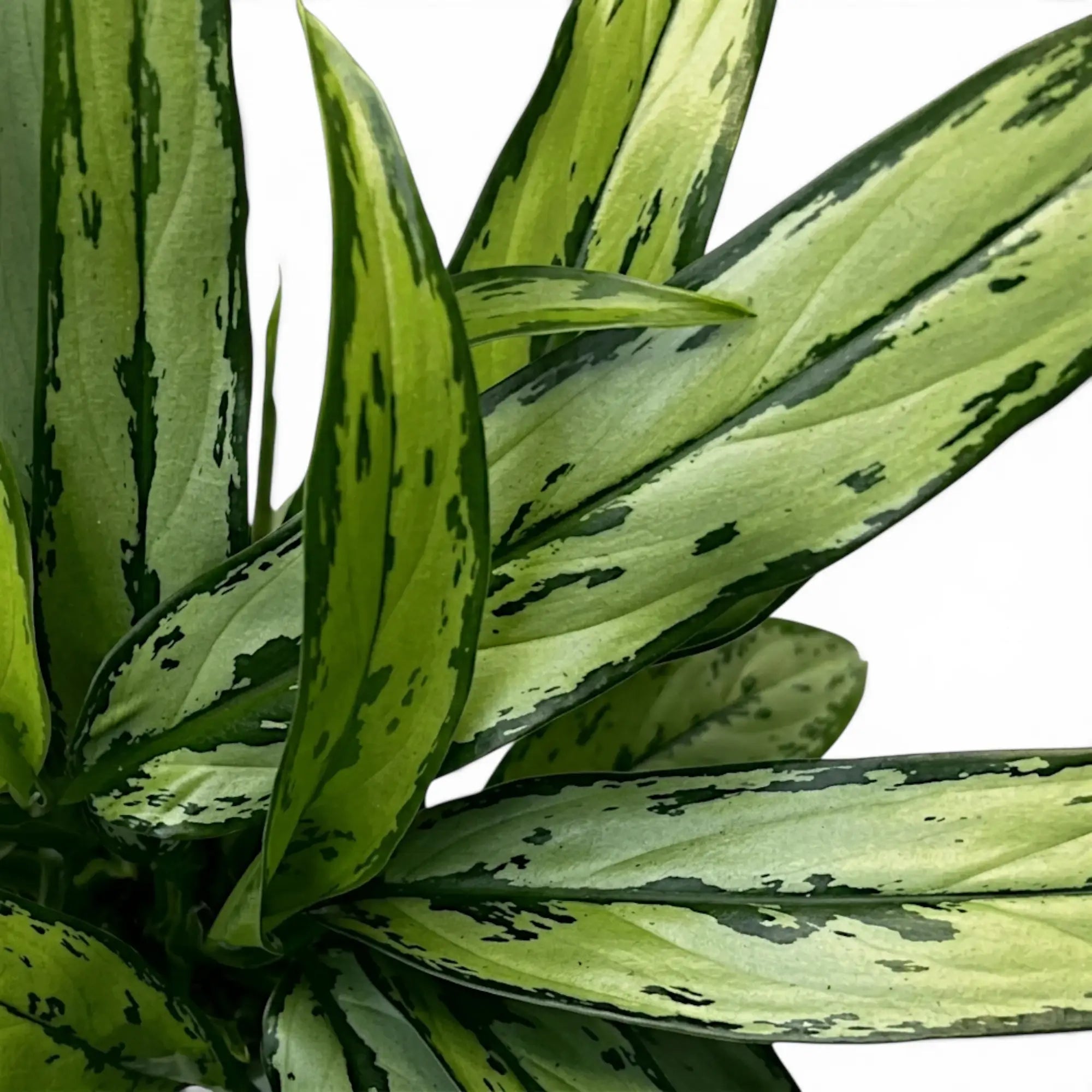 Nahaufnahme der schmalen grünen Blätter von Aglaonema Cutlass.