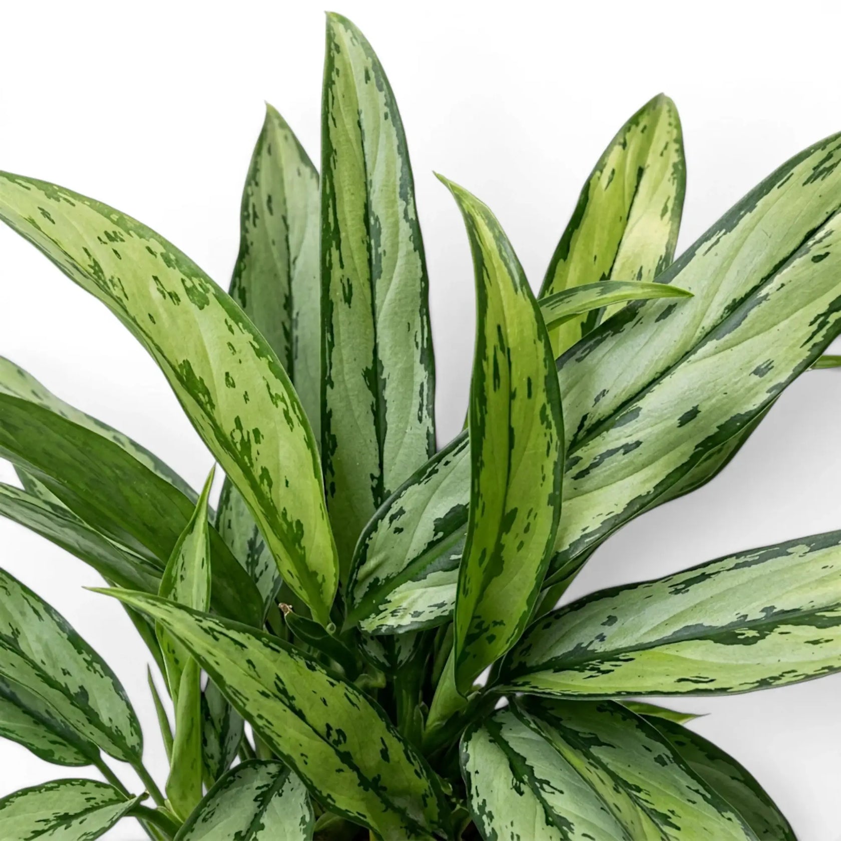 Nahaufnahme der schmalen grünen Blätter von Aglaonema Cutlass.