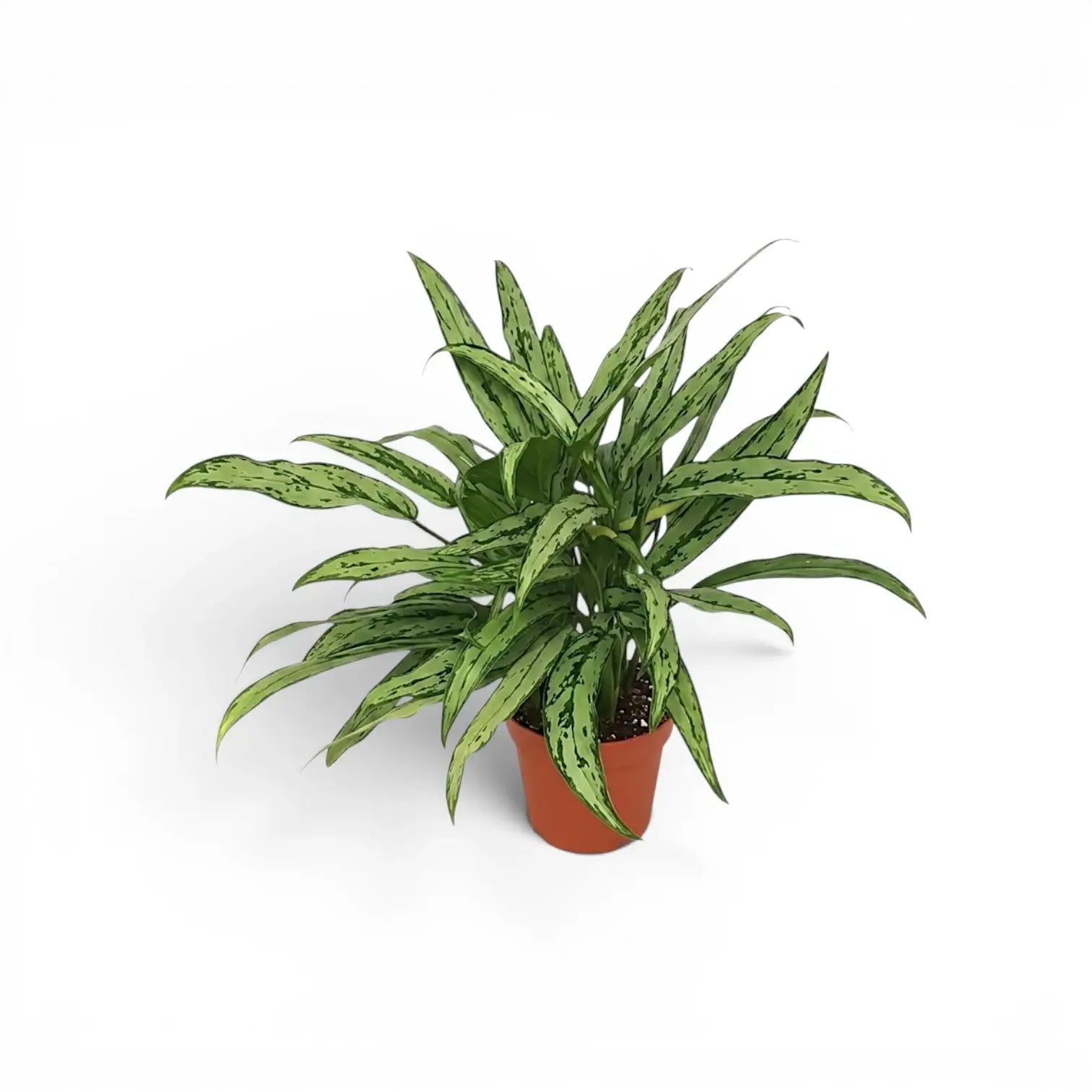 Aglaonema Cutlass mit schmalen grünen Blättern im Kulturtopf.