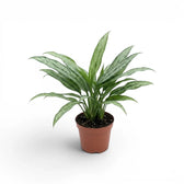 Aglaonema Cutlass mit schmalen grünen Blättern im Kulturtopf.