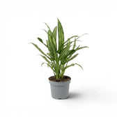 Aglaonema Cutlass mit schmalen grünen Blättern im Kulturtopf.
