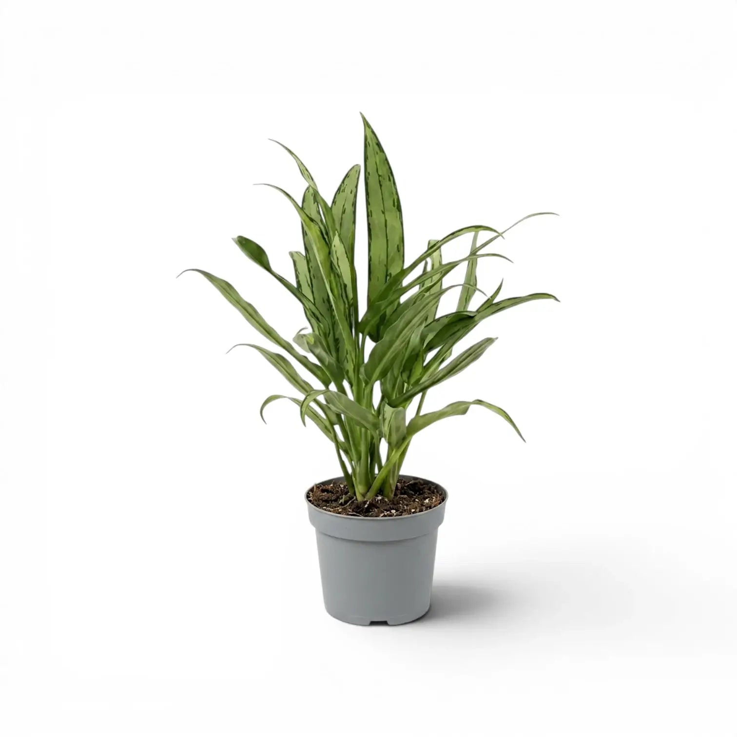 Aglaonema Cutlass mit schmalen grünen Blättern im Kulturtopf.