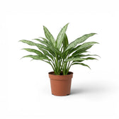 Aglaonema Cutlass mit schmalen grünen Blättern im Kulturtopf.