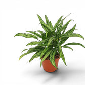 Aglaonema Cutlass mit schmalen grünen Blättern im Kulturtopf.