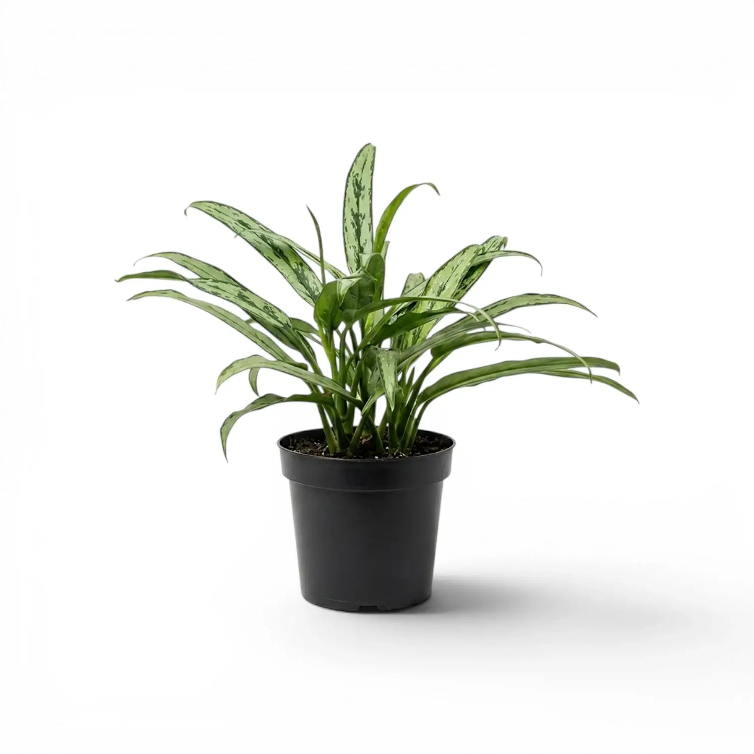 Aglaonema Cutlass mit schmalen grünen Blättern im Kulturtopf.