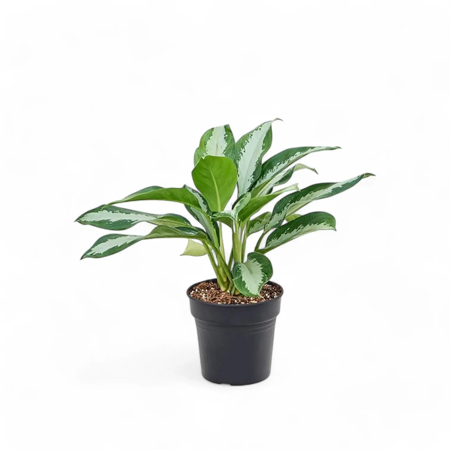 Aglaonema 'Diamond Bay' potted plant in nursery pot on white background.