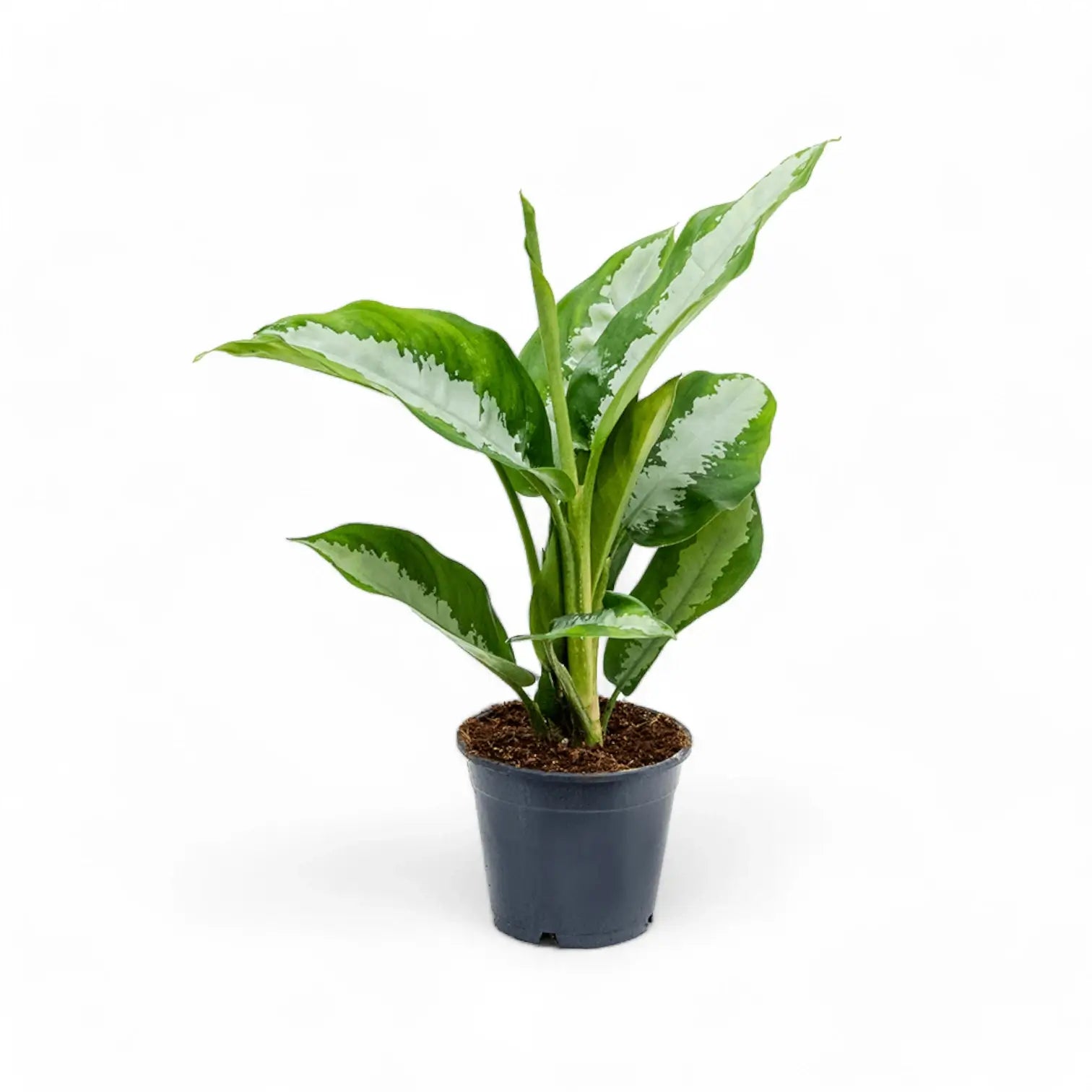 Aglaonema 'Diamond Bay' potted plant in nursery pot on white background.