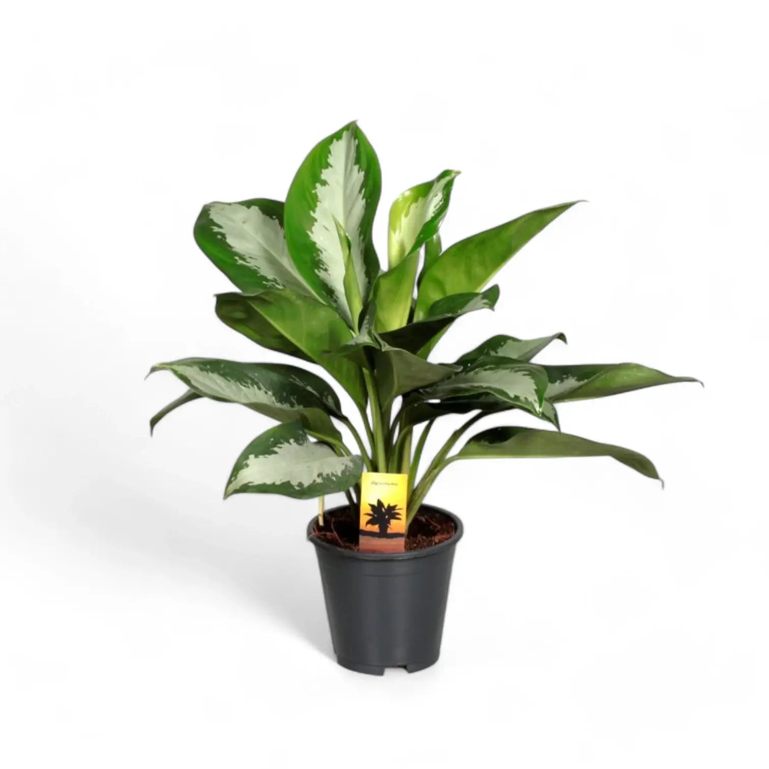 Aglaonema 'Diamond Bay' potted plant in nursery pot on white background.