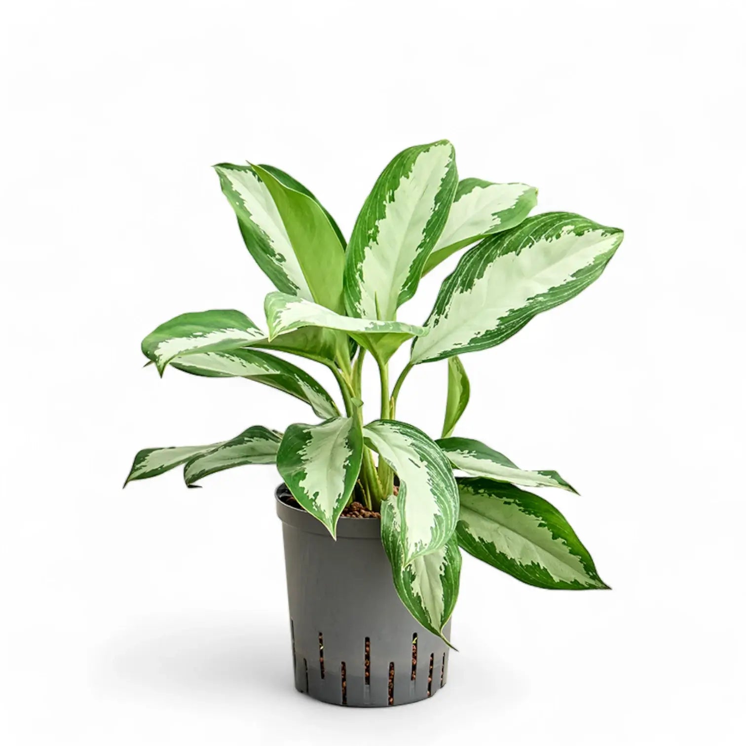 Aglaonema 'Diamond Bay' potted plant in nursery pot on white background.