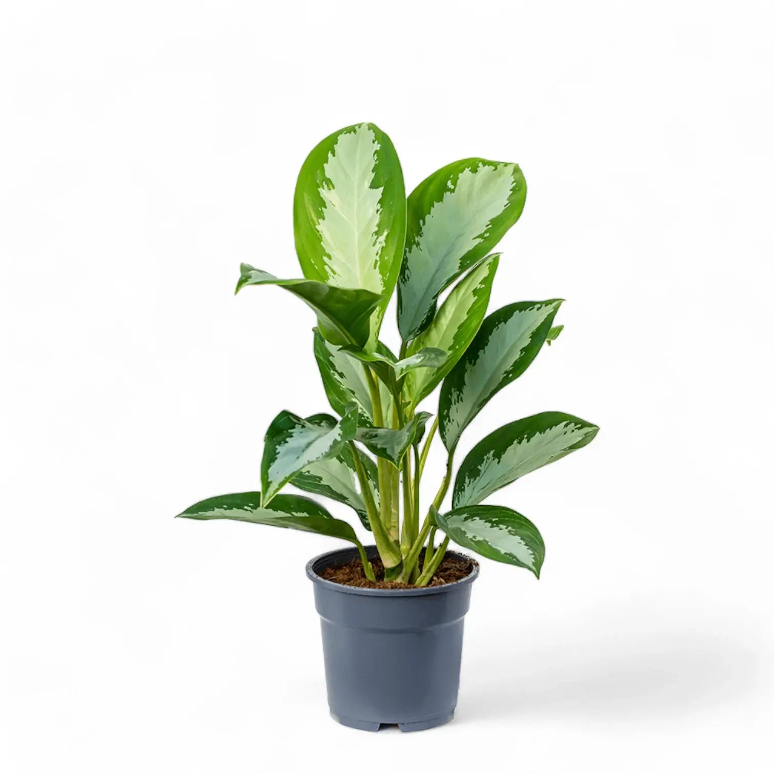 Aglaonema 'Diamond Bay' potted plant in nursery pot on white background.