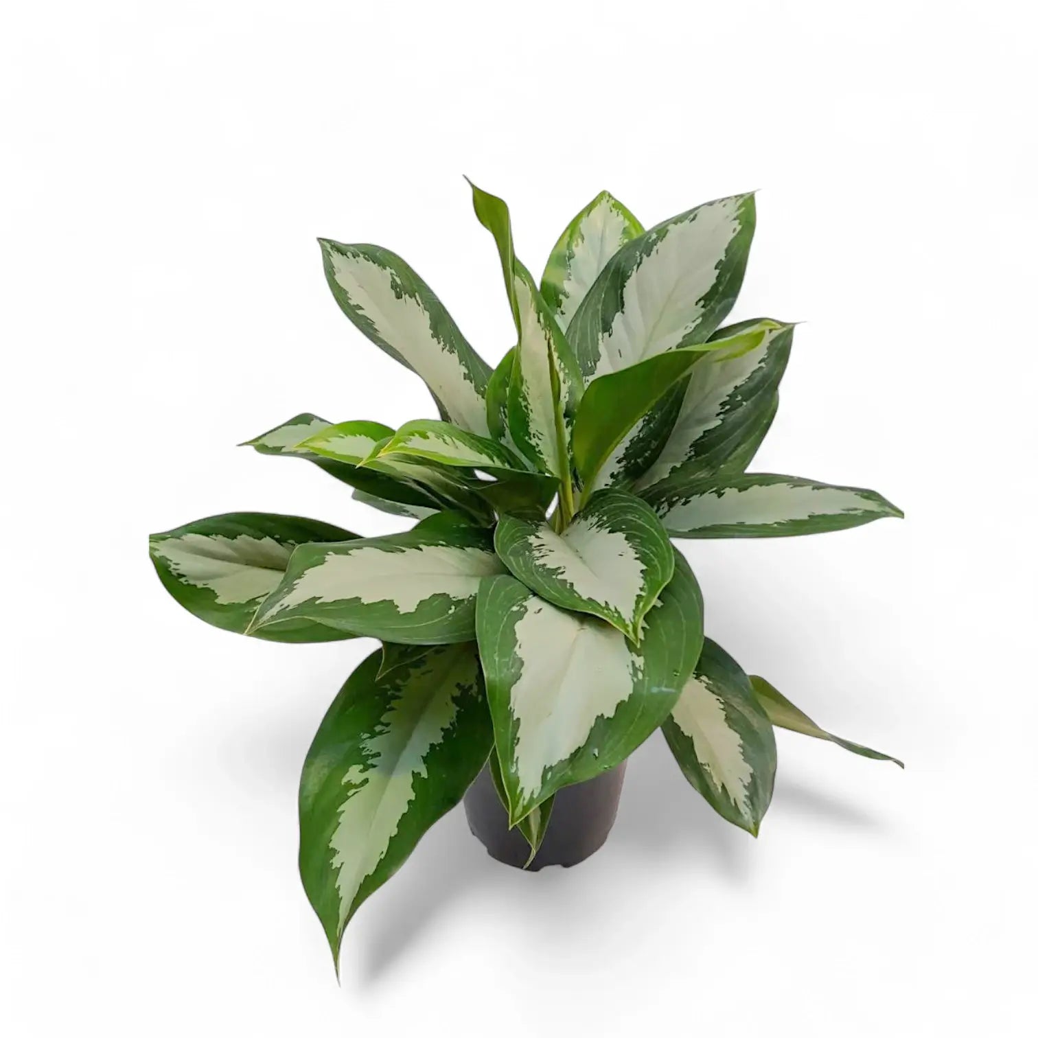 Aglaonema 'Diamond Bay' potted plant in nursery pot on white background.