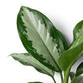Aglaonema 'Diamond Bay' leaf with a broad silver-grey centre and an irregular dark green edge