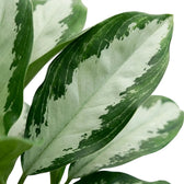 Elongated Aglaonema 'Diamond Bay' leaf with a pale silver centre and deep green margins