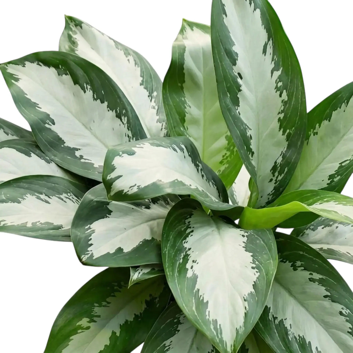 Aglaonema 'Diamond Bay' foliage viewed from above, showing silver-centred leaves in a dense cluster