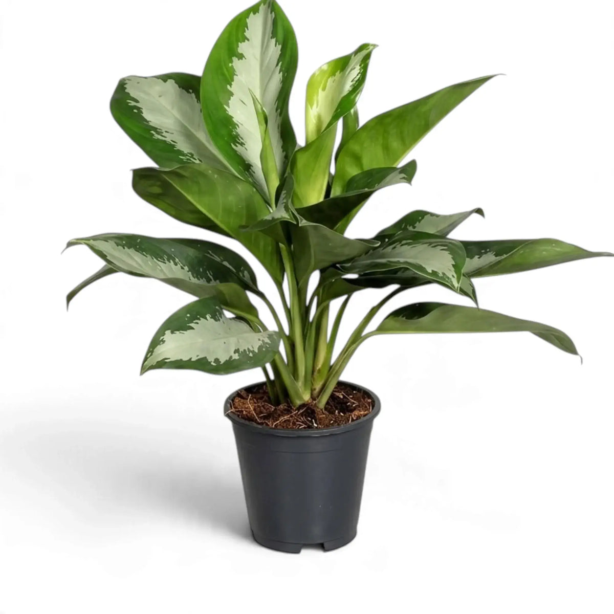 Aufrecht wachsende Aglaonema ‘Diamond Bay’ im schwarzen Topf mit mehreren Stielen und silbergrünen Blättern