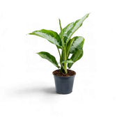 Young Aglaonema 'Diamond Bay' in a small black pot with upright silver-and-green leaves