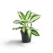 Aglaonema 'Diamond Bay' in a black nursery pot with several shoots and wide silver-centred leaves
