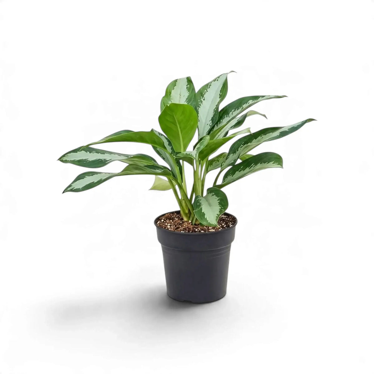 Potted Aglaonema 'Diamond Bay' with a loose fan of narrow silver-grey and green leaves