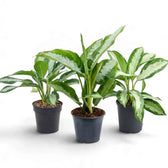 Three Aglaonema 'Diamond Bay' plants in black pots, showing their silver-centred leaf patterns