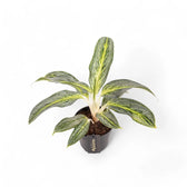 aglaonema emerald Aglaonema 'Emerald Stone' – Multi-Toned Green Aglaonema