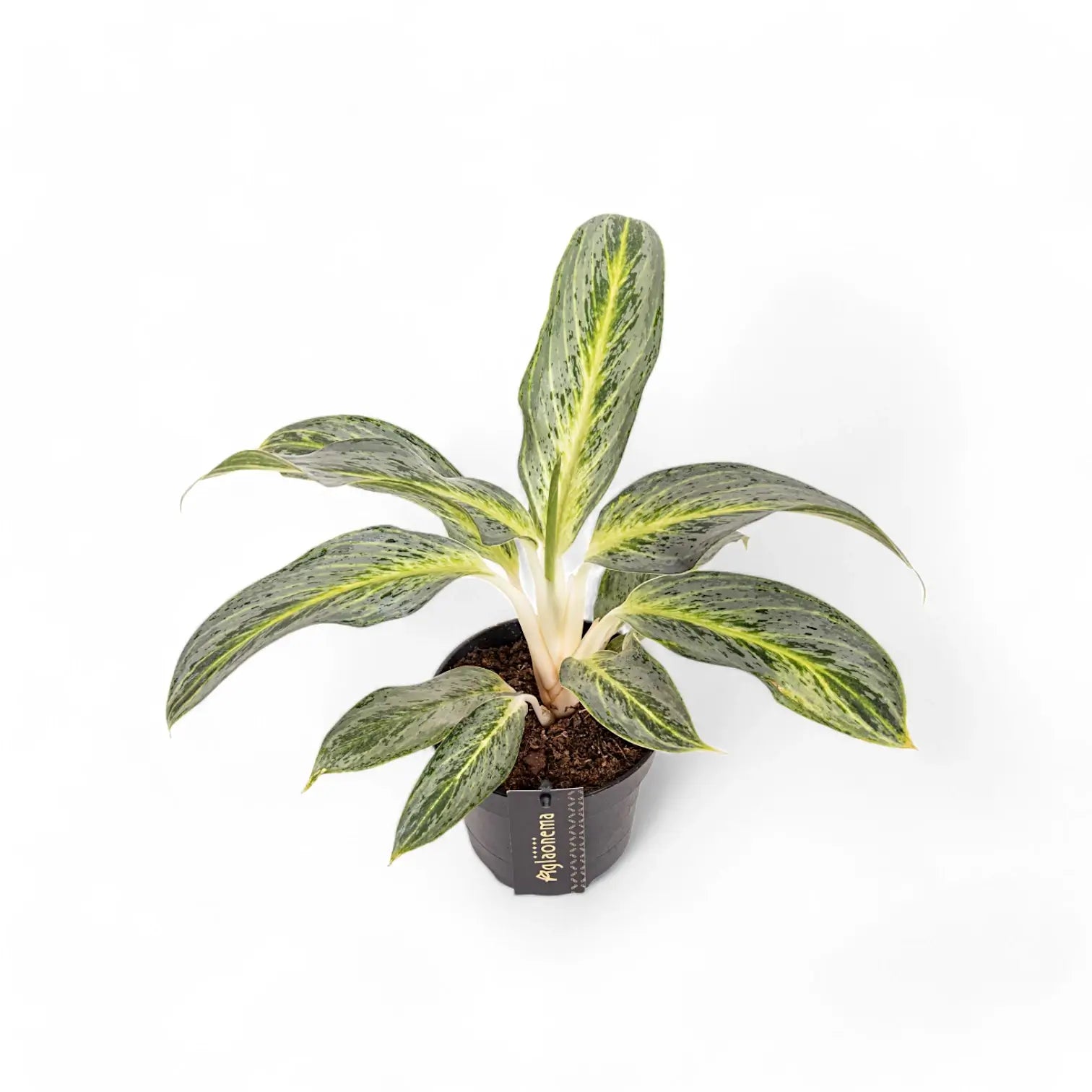Aglaonema 'Emerald Stone' Zimmerpflanze im Anzuchttopf vor weißem Hintergrund, Produktfoto 2.