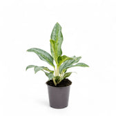Aglaonema 'Emerald Stone' Zimmerpflanze im Anzuchttopf vor weißem Hintergrund, Produktfoto 3.