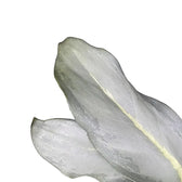 Aglaonema 'Ghost' – Blattdetail vor weißem Hintergrund..