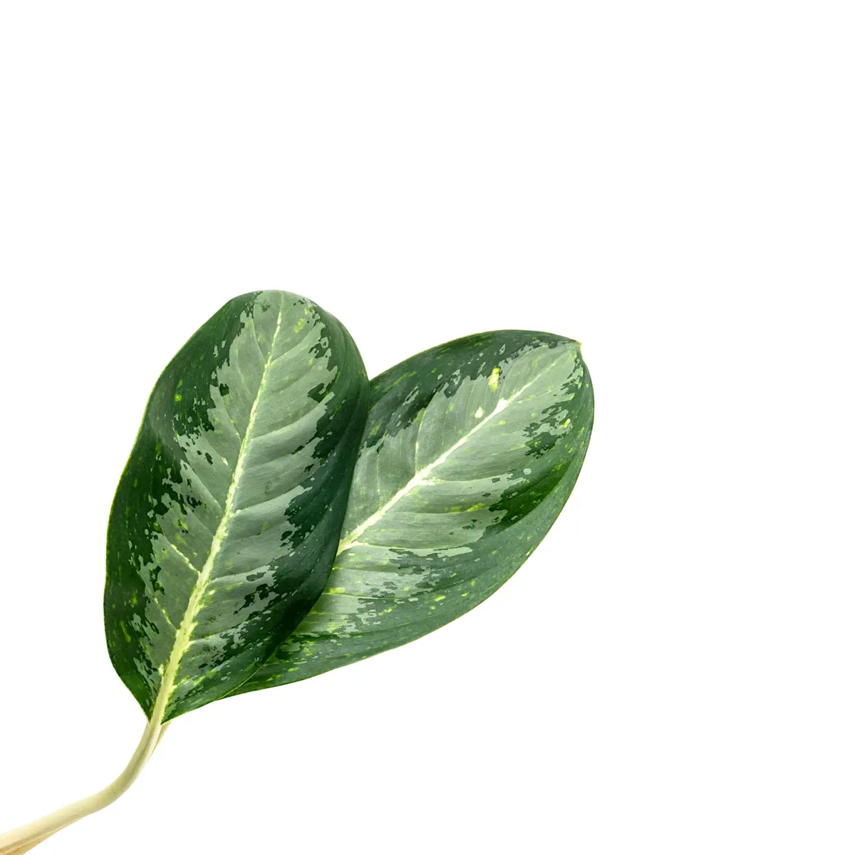 Aglaonema 'Golden Bay' – Silver-Green Leaves with Dark Margins