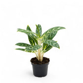 Aglaonema 'Ivy Green' – Topfpflanze im Kulturtopf vor weißem Hintergrund, Produktfoto 2.