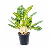 Aglaonema 'Key Lime' Zimmerpflanze im Anzuchttopf vor weißem Hintergrund, Produktfoto 3.