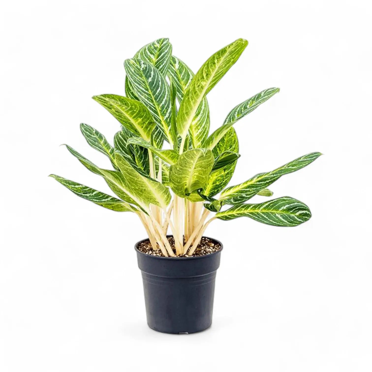 Aglaonema 'Key Lime' Zimmerpflanze im Anzuchttopf vor weißem Hintergrund, Produktfoto 3.