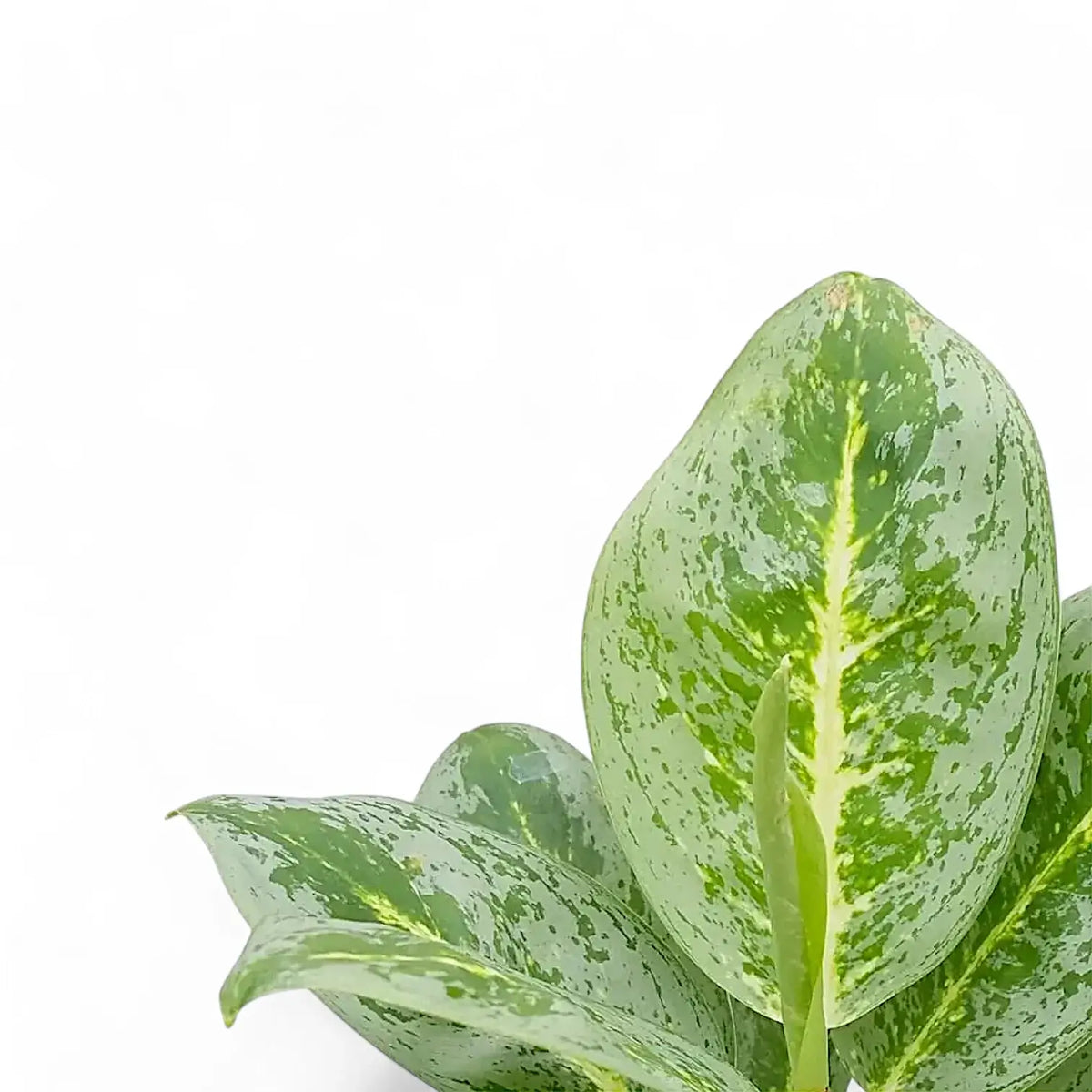 aglaonema mond Aglaonema 'Lemon Mint' – Yellow-Green Marbled Foliage