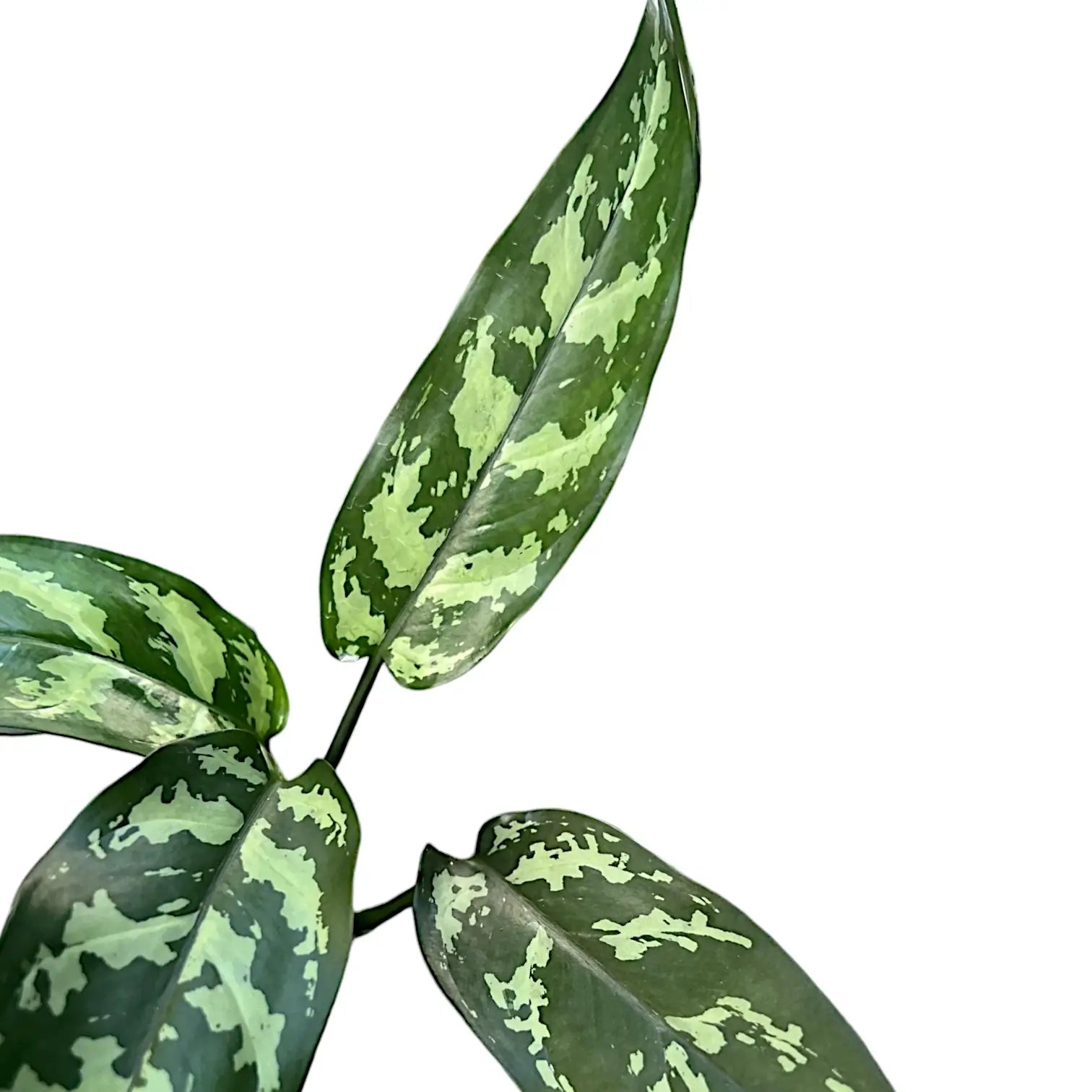 Nahaufnahme eines Blatts von Aglaonema 'Maria' vor weißem Hintergrund.