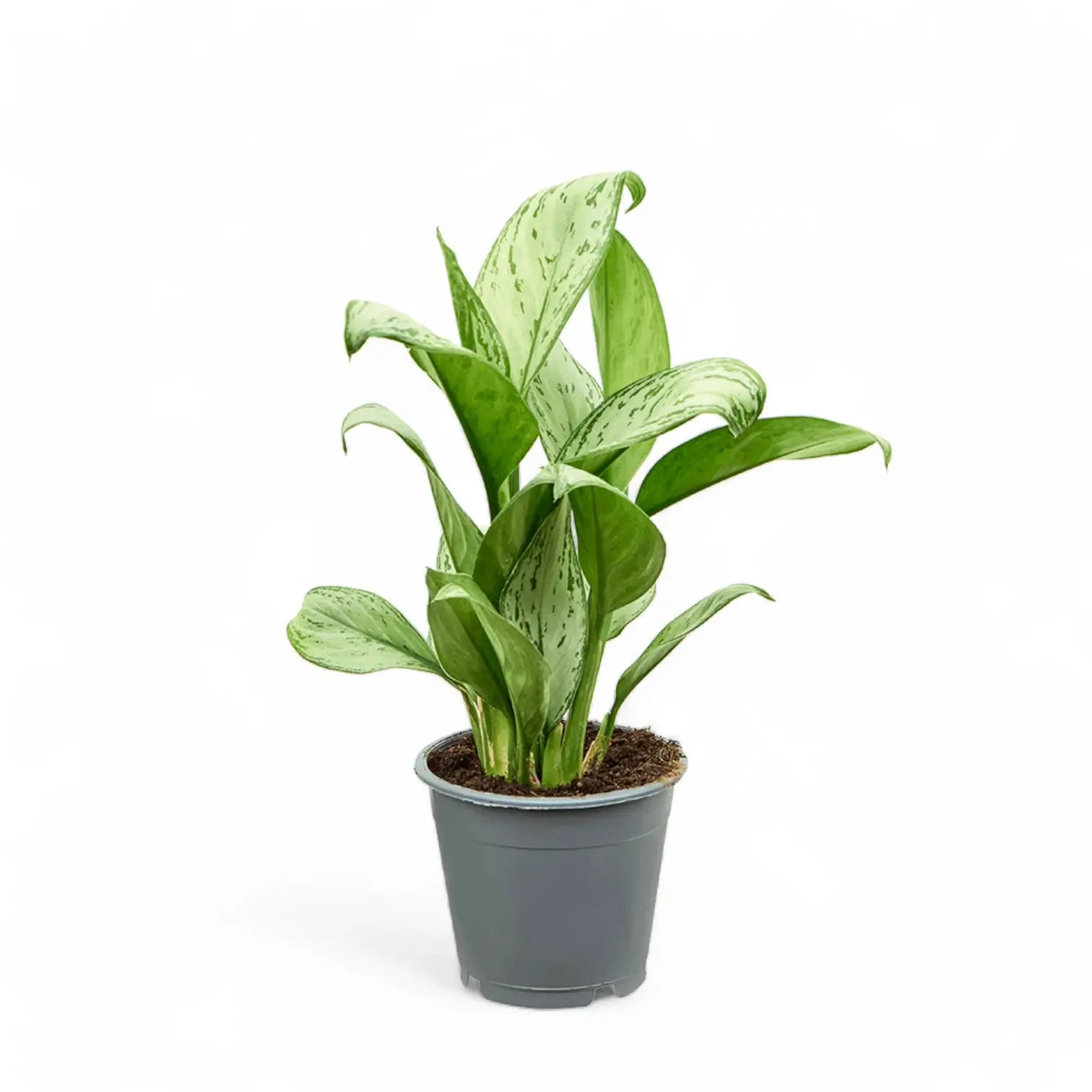 Aglaonema 'Maria Christina' potted plant in nursery pot on white background.