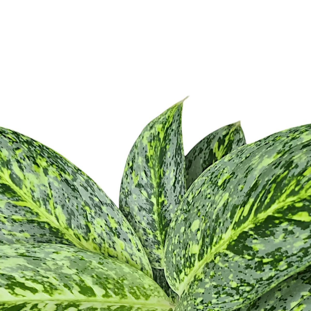 aglaonema leaves pointing up Aglaonema 'Milky Way' – Speckled Green Aglaonema