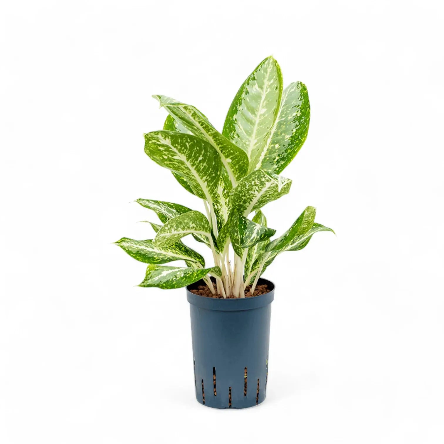 Aglaonema 'Milky way' Zimmerpflanze im Anzuchttopf vor weißem Hintergrund, Produktfoto 2.