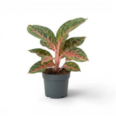 Aglaonema ‘Olive Red’ plant with deep green leaves and pink midribs in a grey nursery pot.