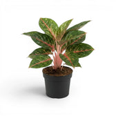 Aglaonema ‘Olive Red’ with pink stems and yellow-speckled green foliage in a black nursery pot.