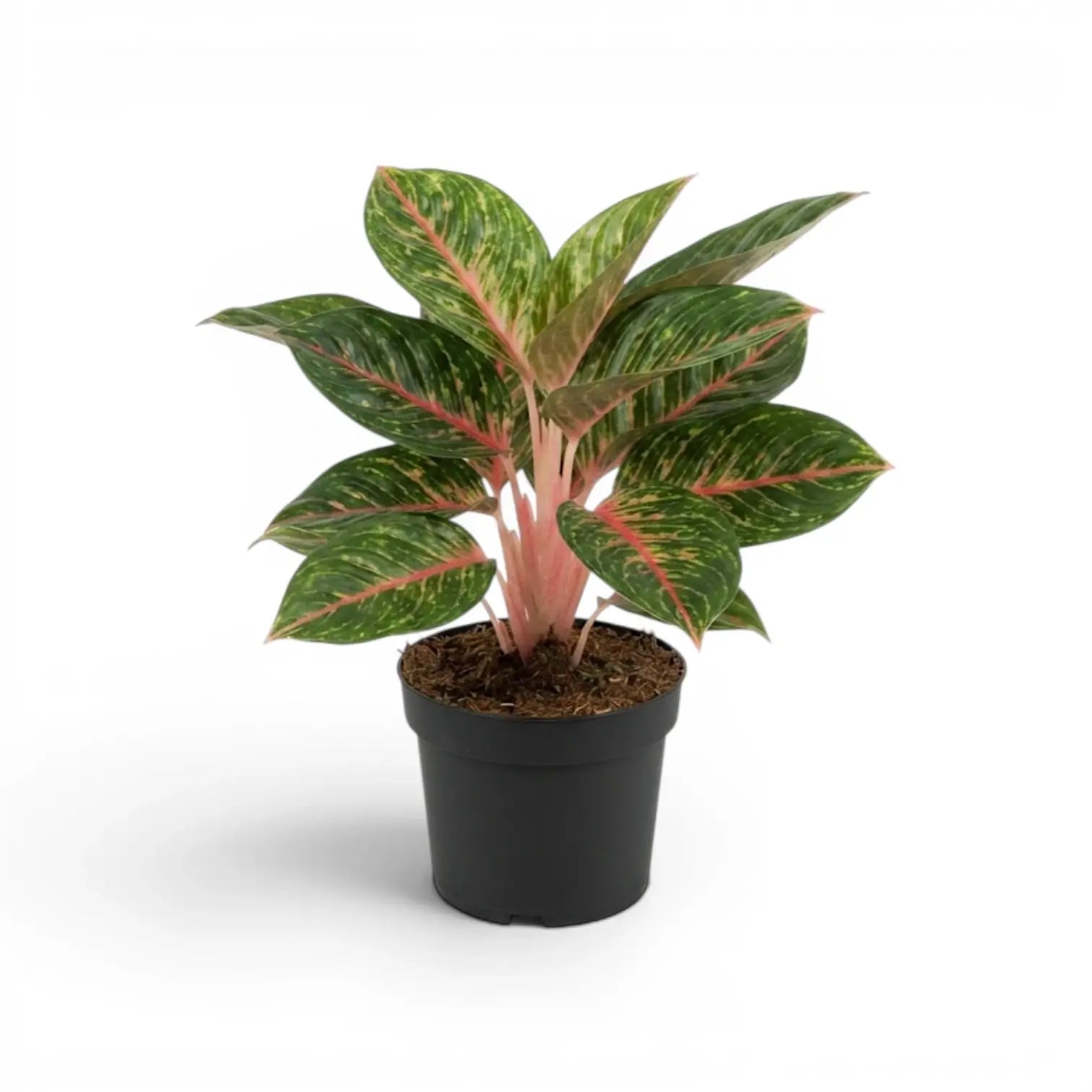 Aglaonema ‘Olive Red’ with pink stems and yellow-speckled green foliage in a black nursery pot.