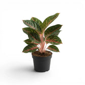 Aglaonema ‘Olive Red’ plant with dense green foliage, pink veins and pale speckling in a black nursery pot.